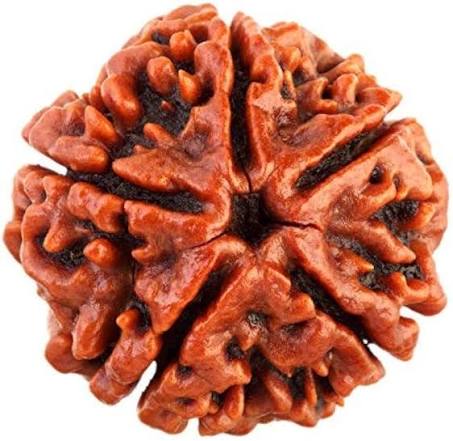 Rudraksha